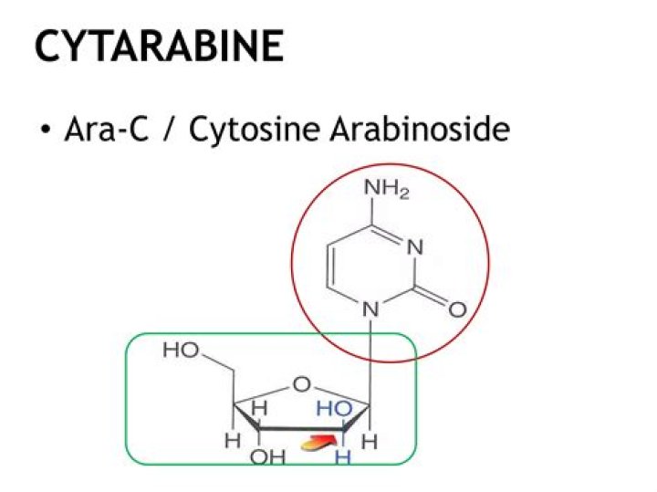 How does cytosine arabinoside work?