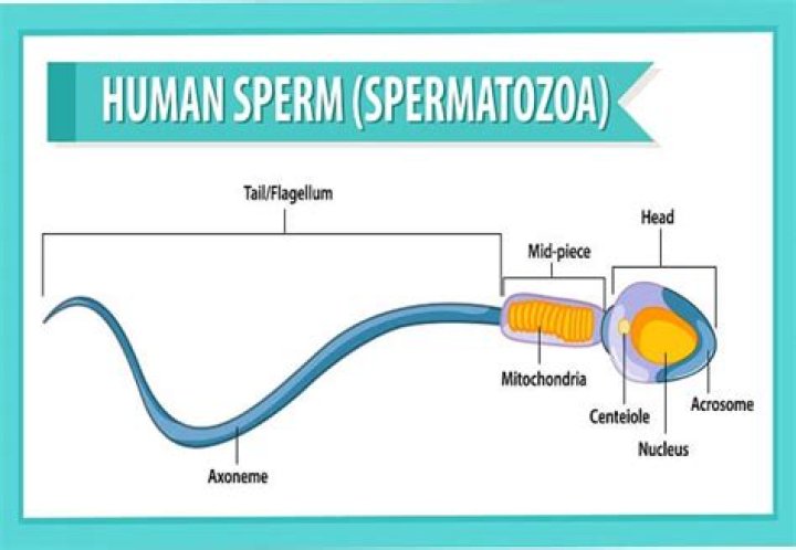 How does male sperm come out?