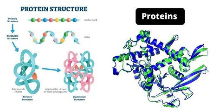 How does mercaptoethanol interfere with protein structures?