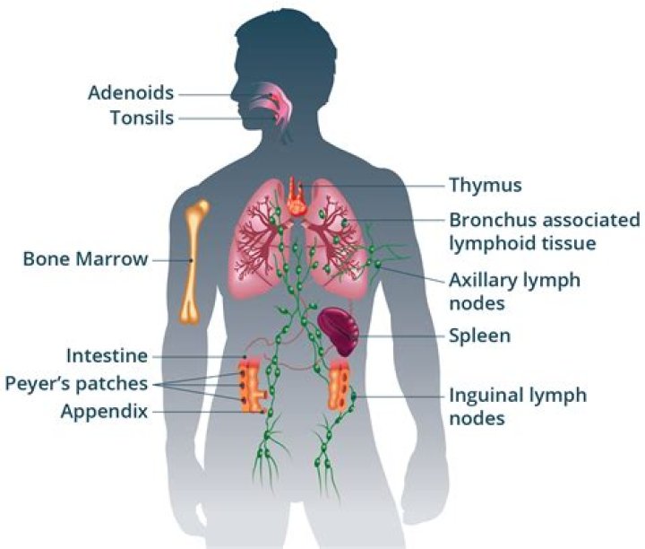 How does the immune system response to tuberculosis?