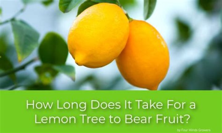 How long does it take for a passion fruit tree to bear fruit?