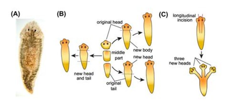 How long does it take for planaria to regenerate?