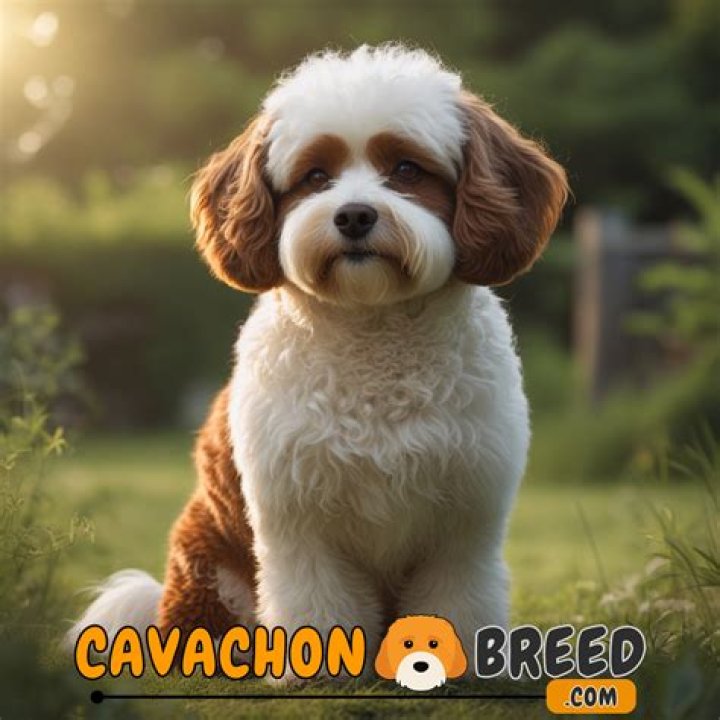 How long should you walk a Cavachon?