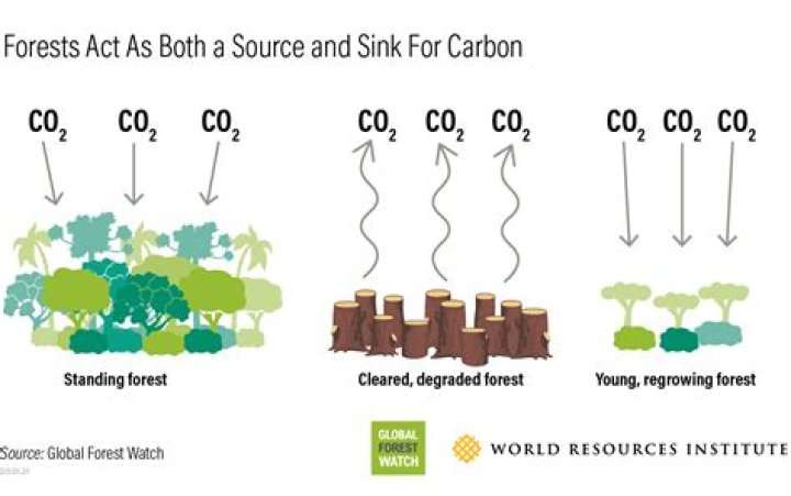 How much co2 does a hectare of forest absorb?