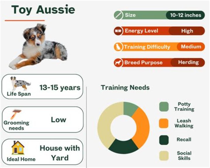 How much do Mini Aussies puppies cost?