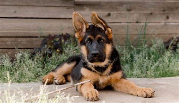 How much do purebred German shepherds puppy cost?