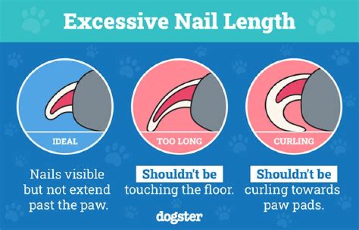How much do SNS nails cost Australia?