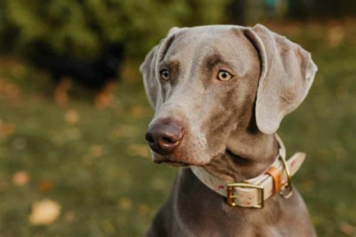 How much is a blue Weimaraner?