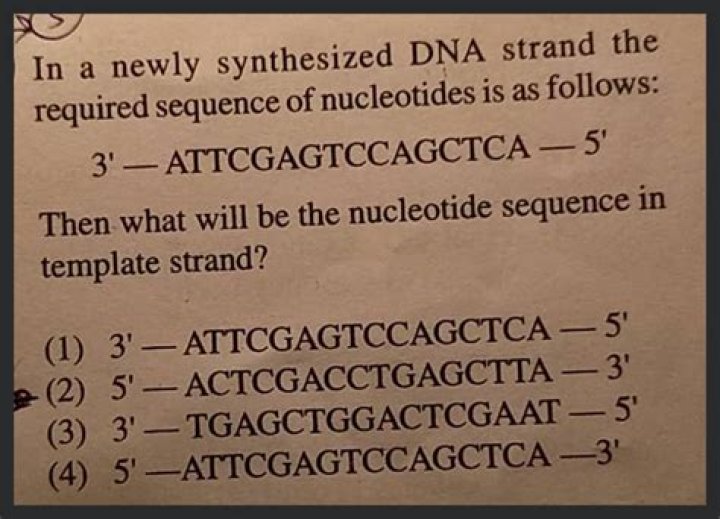 How would you tell which DNA strand is newly synthesized?