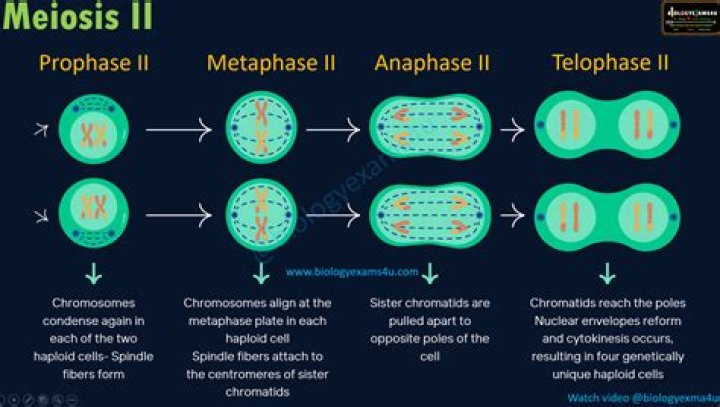 In what phase of meiosis do homologs pair?