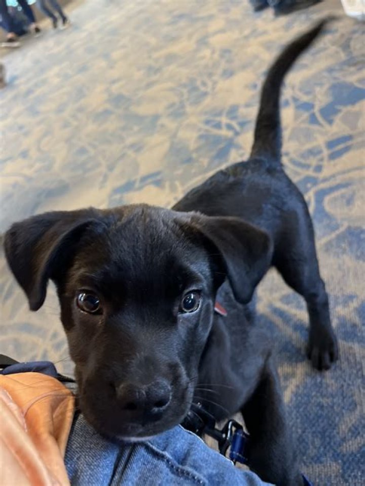 Is a lab pitbull mix a good dog?