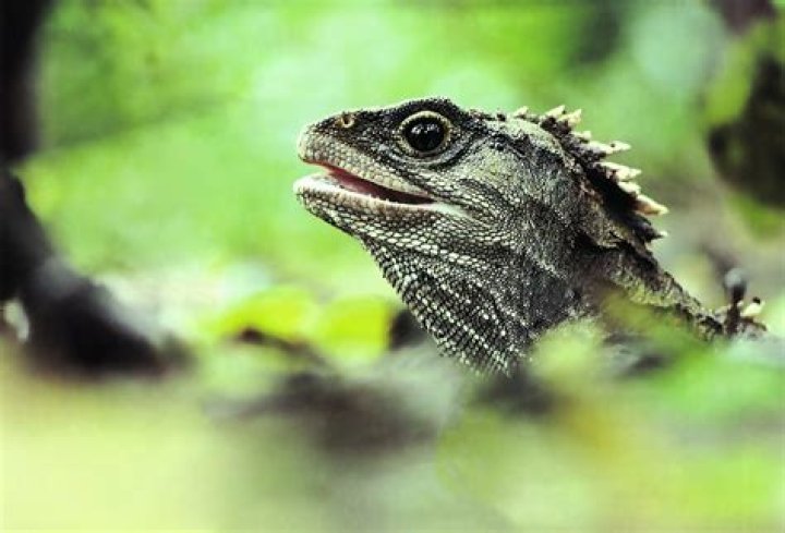 Is a tuatara a dinosaur?