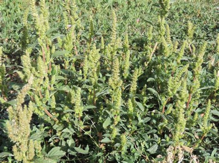 Is Amaranthus Cruentus invasive?