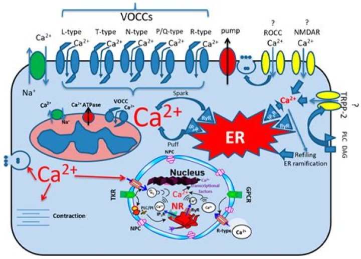 Is Ca2+ ionized?