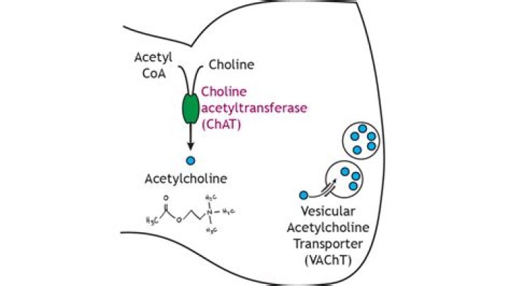 Is carbachol degraded by acetylcholinesterase?