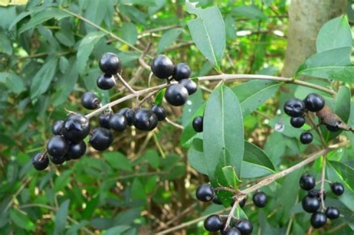 Is common privet invasive?