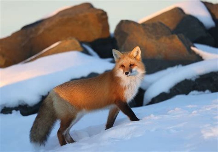 Is Fox a high tier?