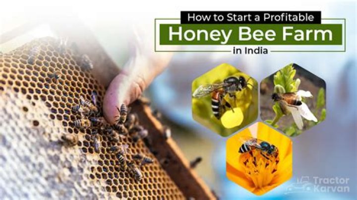 Is honey bee farming profitable in India?