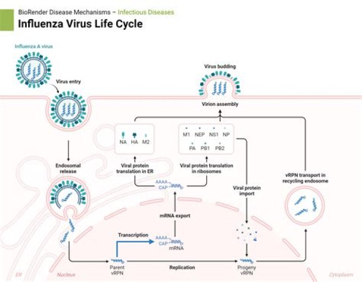 Is iMesh a virus?