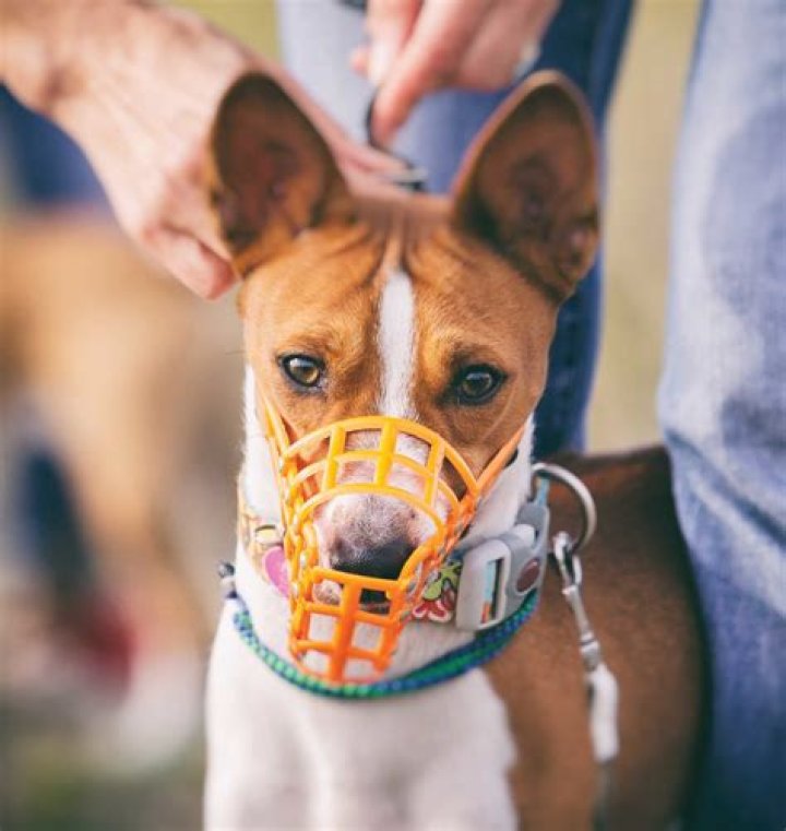 Is it cruel to muzzle a dog?
