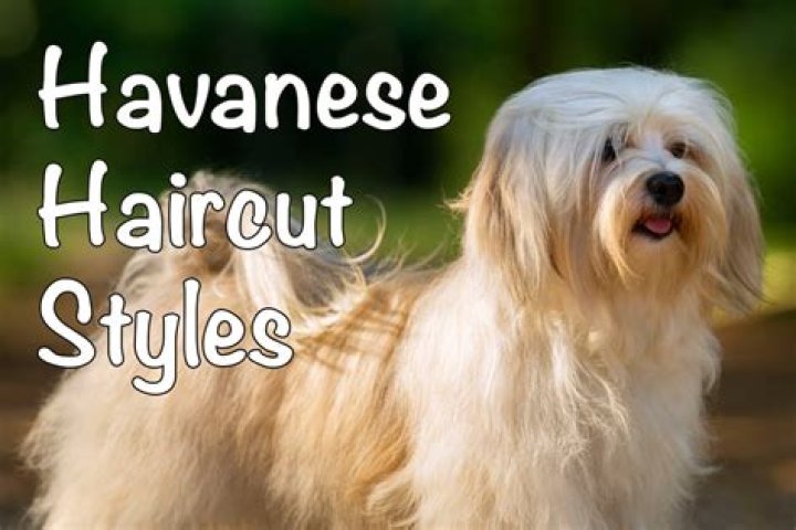 Is it good to have 2 Havanese?