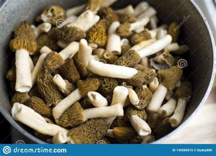 Is Morchella conica edible?