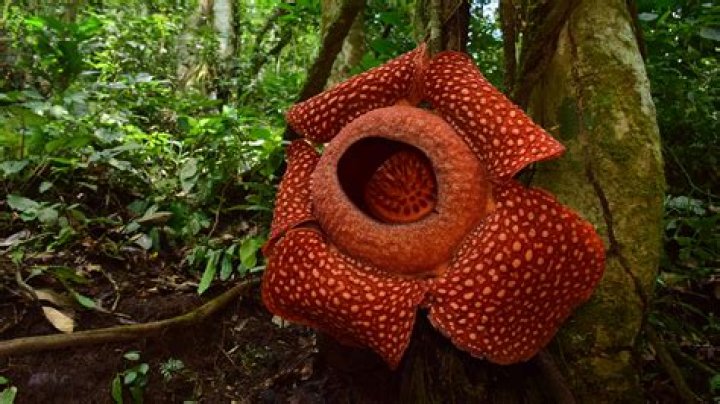 Is Rafflesia endangered in the Philippines?
