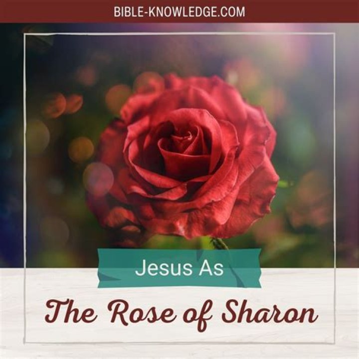 Is rose of Sharon actually a rose?