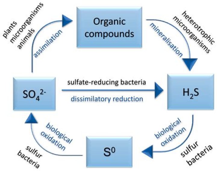 Is sulfate reduced to sulfide?