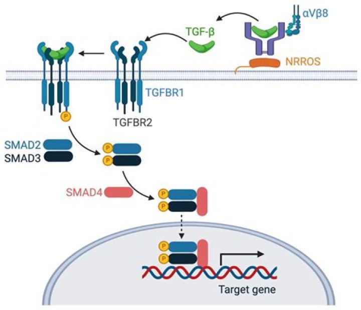 Is TGF beta a kinase?