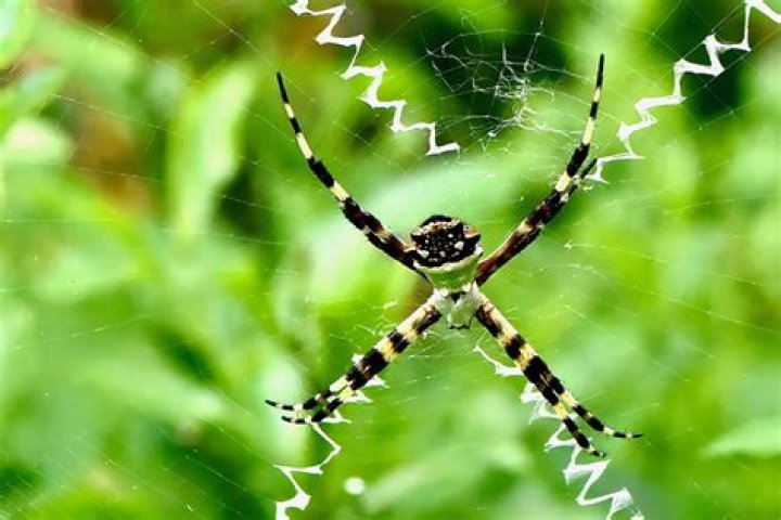 Is the silver garden spider poisonous?