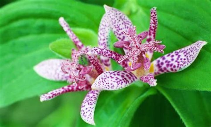 Is Tricyrtis invasive?