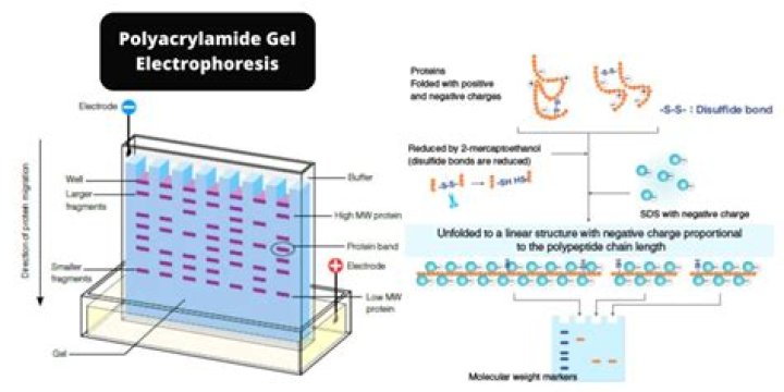 On what basis does electrophoresis separate molecules?