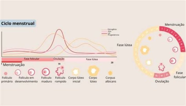 Qual a origem do ciclo menstrual normal?