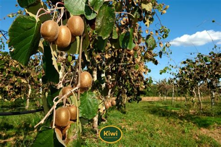 Qual e la pianta del kiwi?