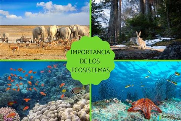 Que significa dibujo un ecosistema terrestre?