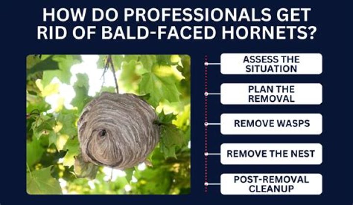 Should I remove bald-faced hornet nest?