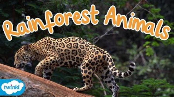 What animals in the rainforest live in trees?