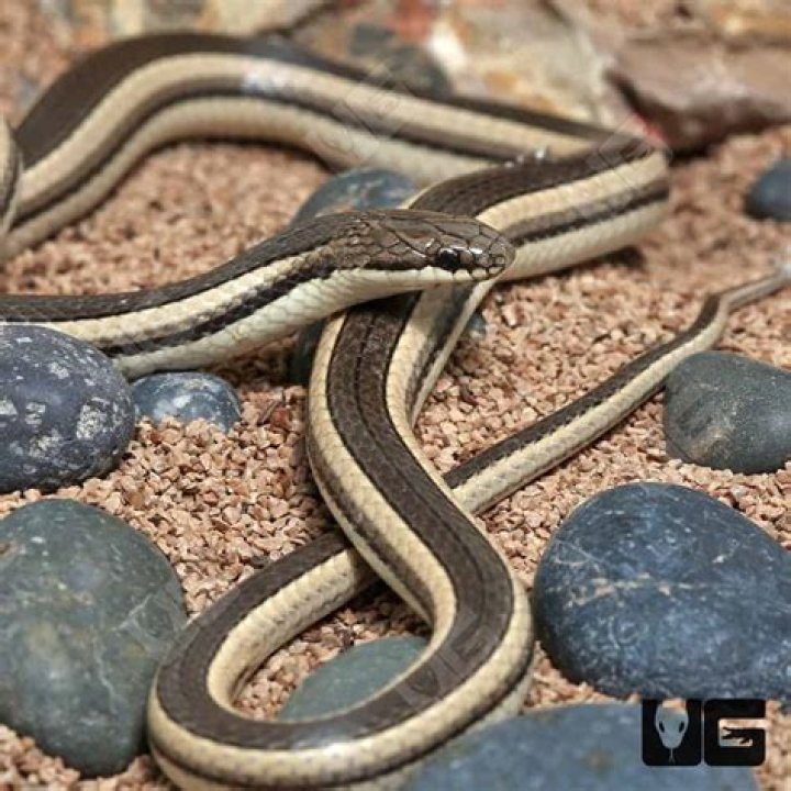 What are black and white striped snakes called?