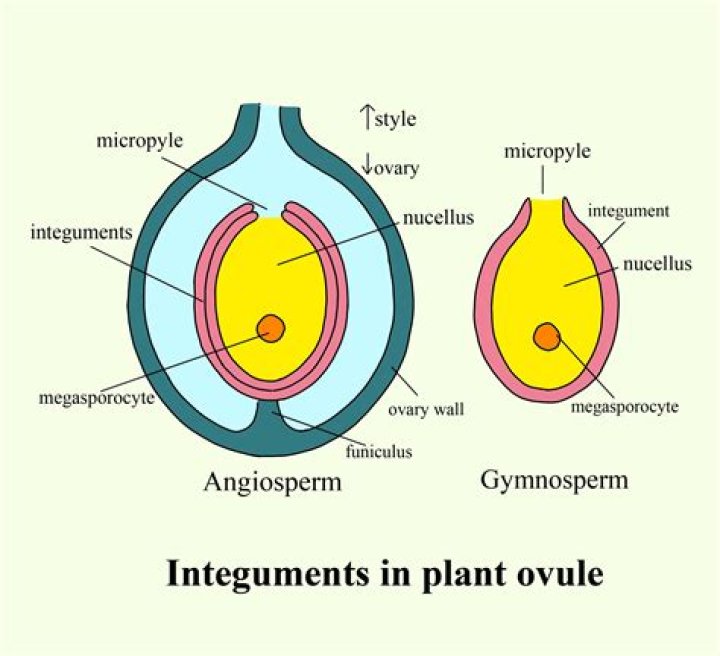 What are integuments in plants?