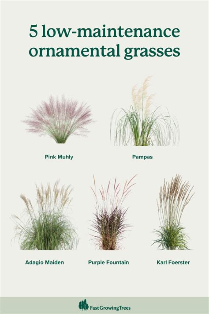 What are Panicoid grasses?