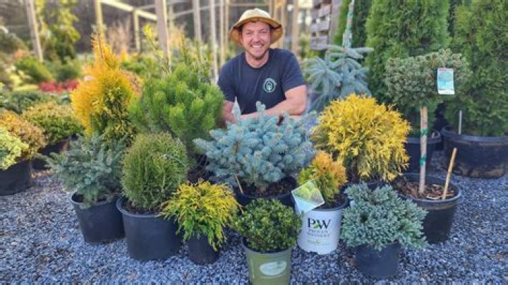 What are some evergreen products?