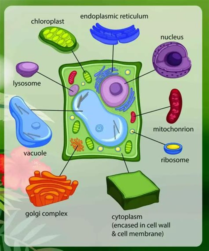 What are the 12 parts of plant cell?