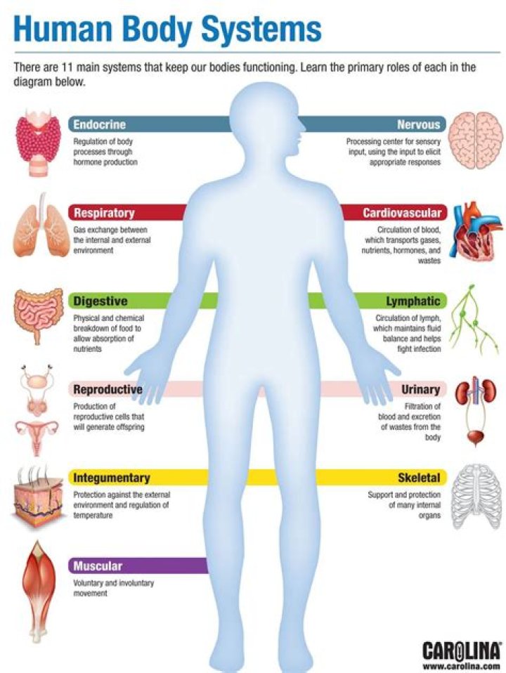 What are the 8 systems functions of the human body?