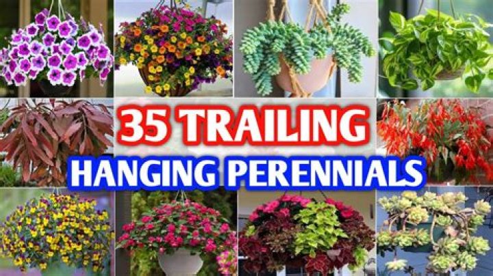 What are the best outdoor hanging plants?