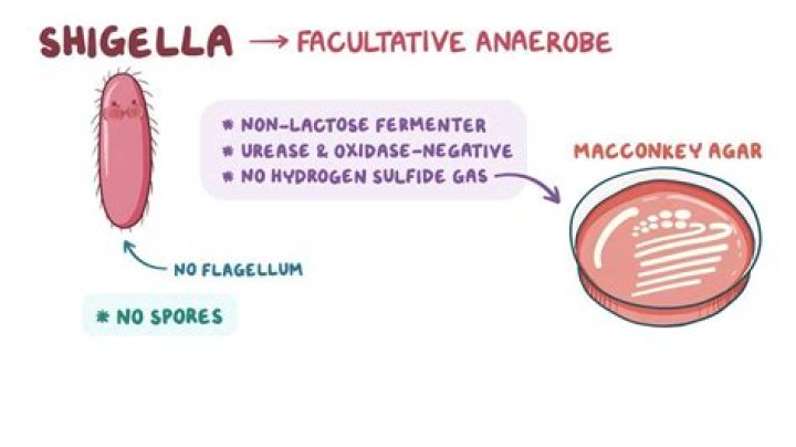 What are the characteristics of Shigella dysenteriae?