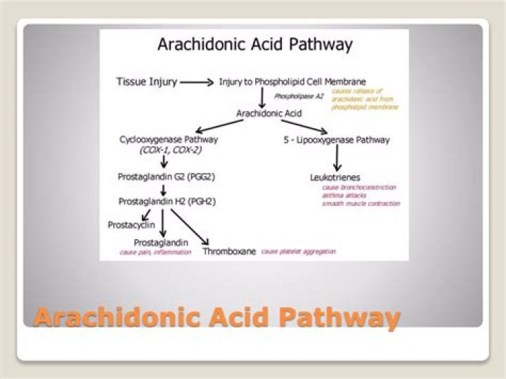 What are the derivatives of arachidonic acid?