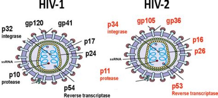 What are the differences between HIV-1 and HIV-2?