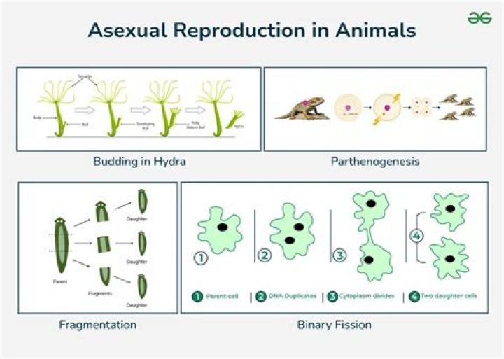 What are the genetic consequence of asexual reproduction?