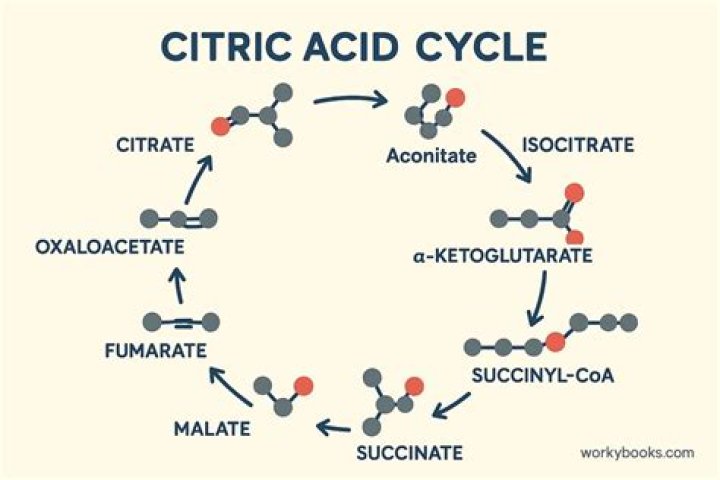 What are the main events of the citric acid cycle?
